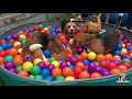 Cute & Funny Dogs having a Ball Pit Party