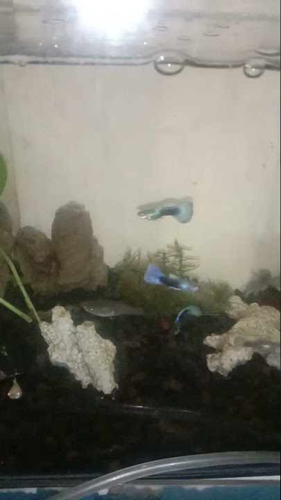 GUPPY fish ll story wa ikan  guppy cendolan #shorts