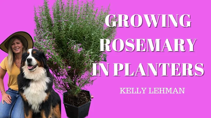 GROWING ROSEMARY IN PLANTERS