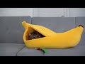 Bengal cat adores his banana bed