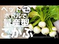 【チート級の生産性】こかぶをペットボトル水耕栽培で大量生産する方法｜種まきから収穫まで｜春・秋・冬の種まき対応