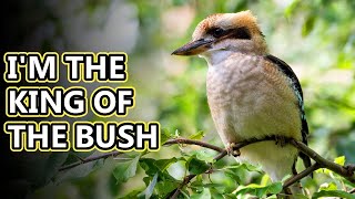 Kookaburra facts: the terrestrial kingfisher | Animal Fact Files