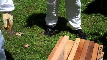 Top Bar Nucleus Hive - 3rd Split for Parent Colony