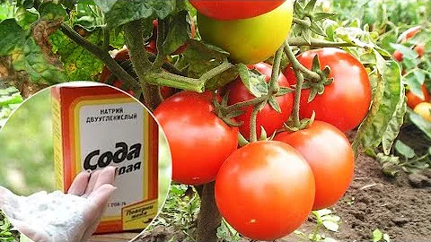 Как обычная пищевая сода помогает мне на всех этапах выращивания томатов