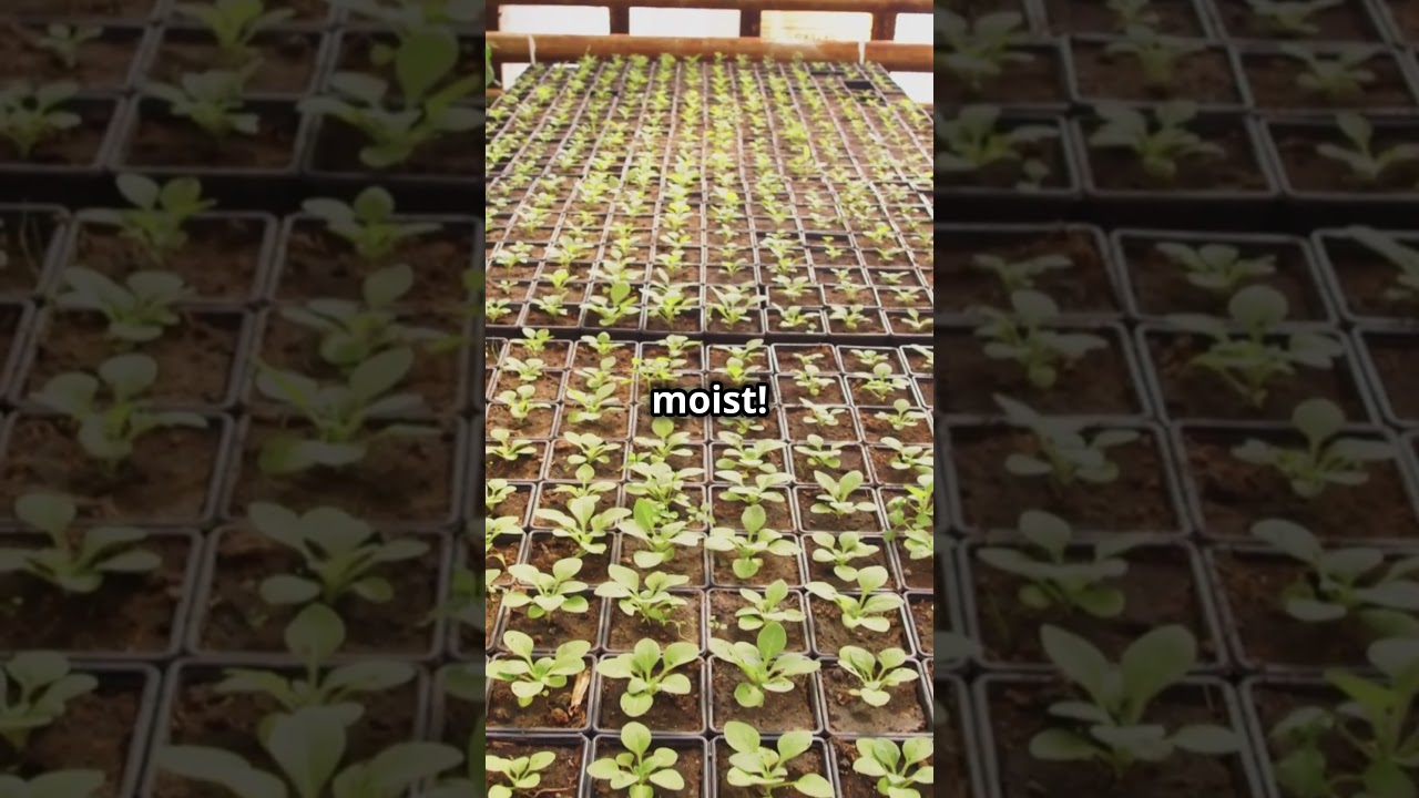 Grow Peppers Indoors The Quick And Easy Guide! 