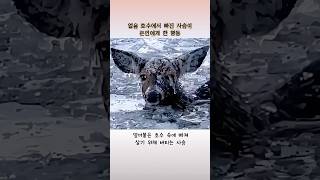 [실화] 얼음 호수에 빼진 사슴이 은인에게 한 행동 #동물실화 #감동다큐 #눈물주의 #감동실화 #shorts #reels