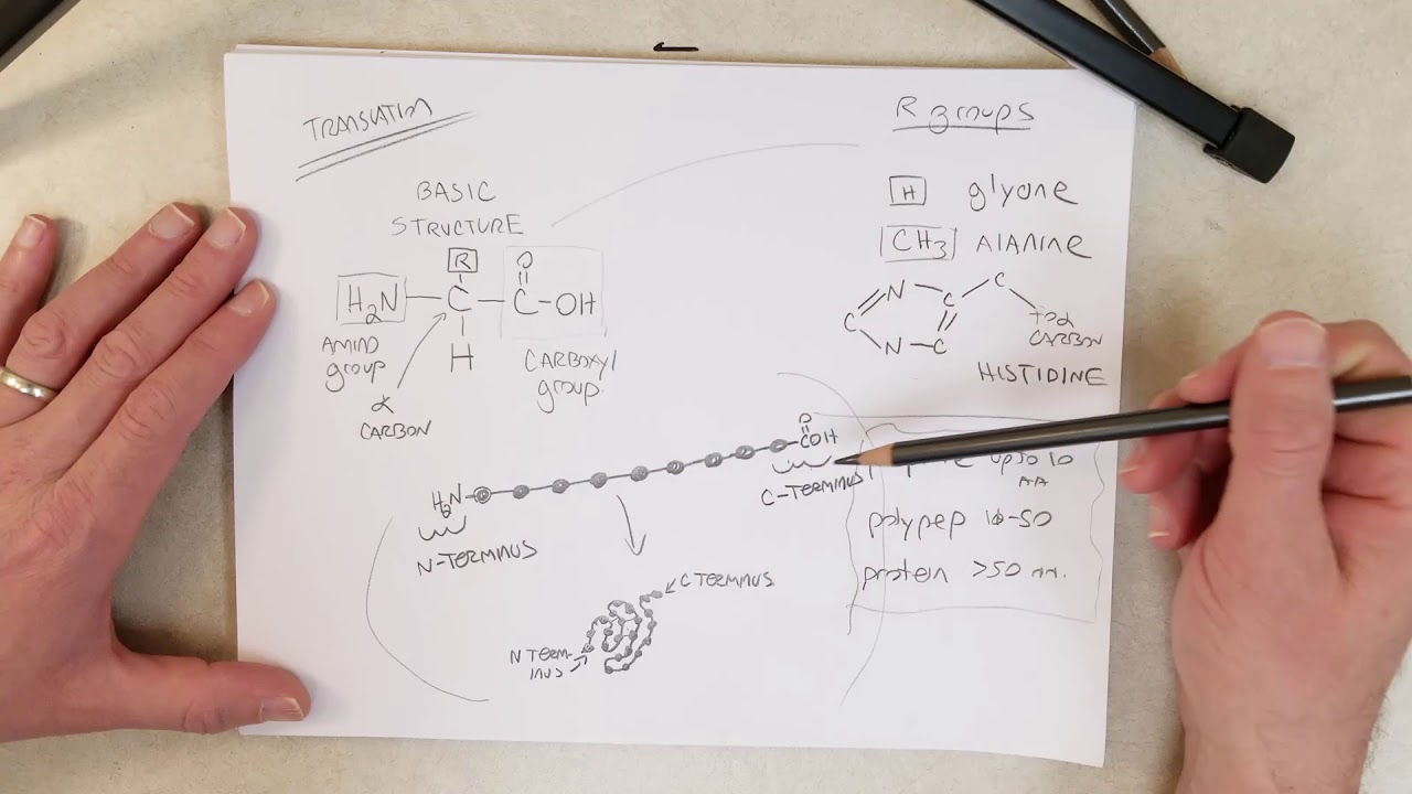 Genetics: L18-C, Amino acids and peptide bonds (Recommend 1.5x Speed)