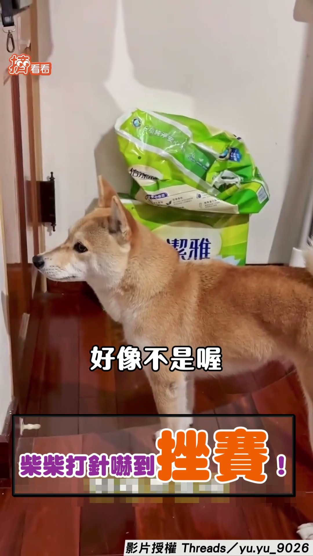 戲精柴打針「嚇到挫賽」哀號聲超大! 飼主無奈: 別人家狗狗都很淡定｜TVBS新聞@TVBSNEWS01