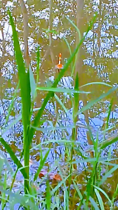 DIDIMEIN ALONE, TURNS OUT THERE'S FISH IN IT #fishing #fishing #heryngusep