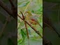 Kumpulan kicauan burung indah