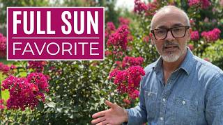 Full Sun Favorites: Breaking Down the Stats on Pink Velour Crape Myrtles in Houston
