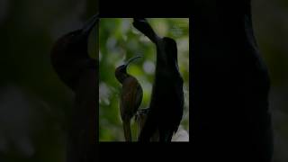 Download Lagu Burung Dari Surga Cendrawasih, Tarian Memikat Untuk Kawin MP3