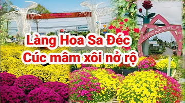 Làng hoa Sa Đéc cúc mâm xôi Hà Lan nở rộ