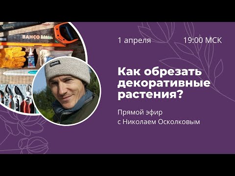 Как обрезать декоративные растения? Запись эфира с Николаем Осколковым