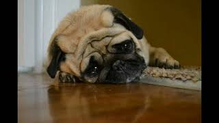 Ağlayan Yavru Köpekler