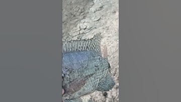 đi chài dính con cá rô phi nó bự nè