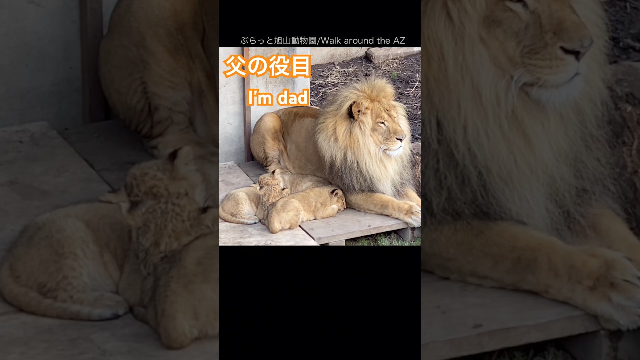 パパになる🦁Becoming a father ＃ライオン #オリトイオイトフウレイ