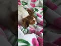 Emmi The Chiweenie