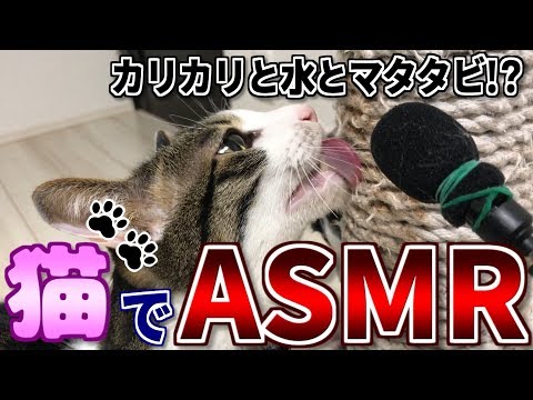 ASMR - 猫の発する心地良い音３選【高音質】