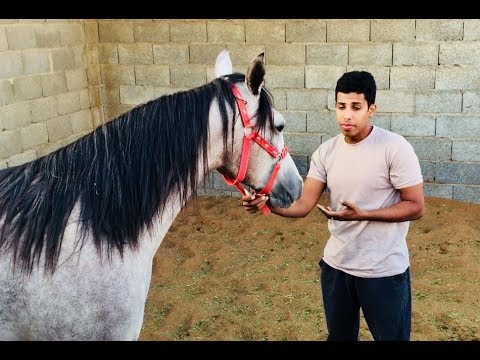 فيديو: كيف تفهم الحصان