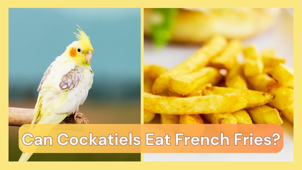 Can Cockatiels Eat French Fries? 🍟🐦 Dr Cockatiel YouTube