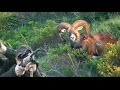 Hunting Mouflon in Croatia - on island Dugi Otok