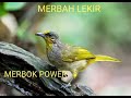 Merbah Lekir Paling Marah Terus Sampai Merbah Lekir Paling Marah Terus Sampai