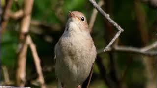 Masteran Burung singkatan LONDO – Full Variasi Suara Alam, Cocok Untuk Semua Jenis Burung!