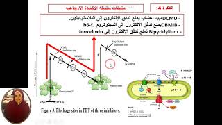 العرض 14تصحيح التطبيق الخاص DCMUبتاثير