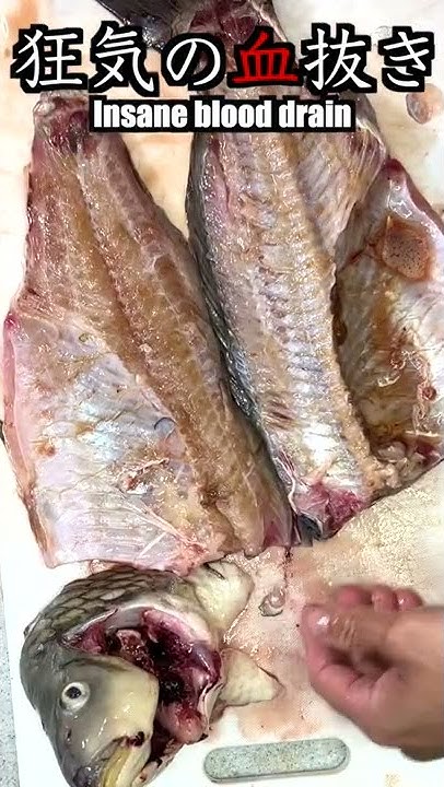 ぱぱちぇるの血抜き味付けチャンネルpapachel Fish Cooking Channel Youtube