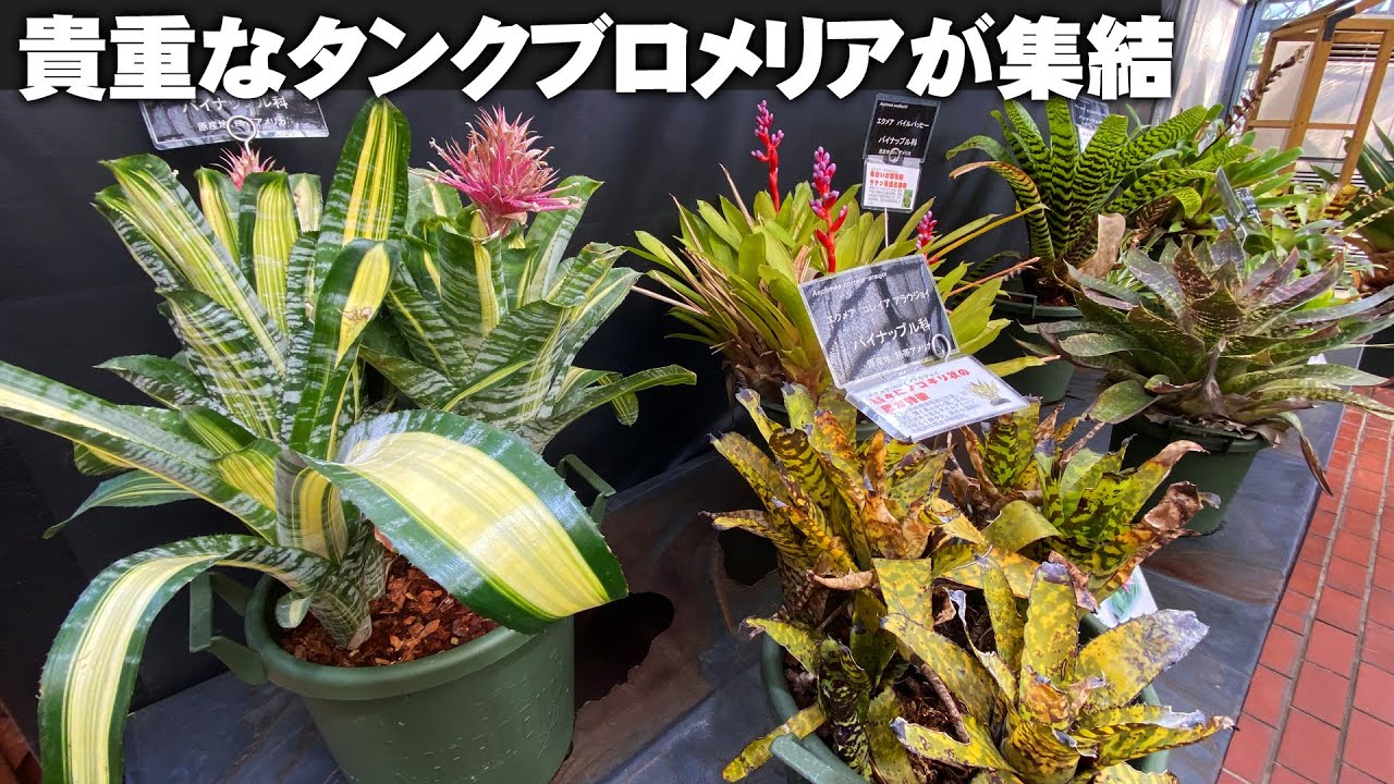 ブロメリア展】今人気のタンクブロメリアにはこんなにも属があるんで