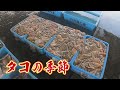 【底引網漁】初めての３本立て！超大漁のタコが獲れました！