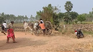 13-11-22@ Chakradwarabandham srinu Bulls 🐂🏆🐂 5.13.44 in vadisaleru junior category Bull race