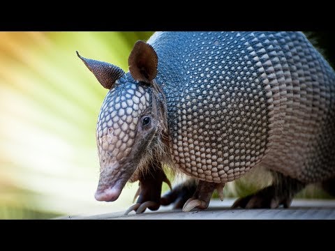 wwe championship Armadillos 04, Time Lapse Speed x2