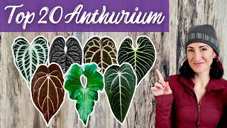 20 Anthurium Plants You'll Love: My Anthurium Wishlist