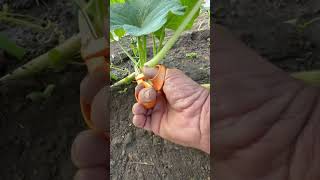 Pruning Pumpkin Plant Explained