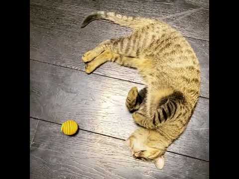 Котёнок породы Европейская короткошерстная