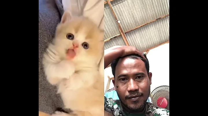 Watch the video about Little cutie #shortvideo #cat #kitten #cute #pets #cover #funny #foryou