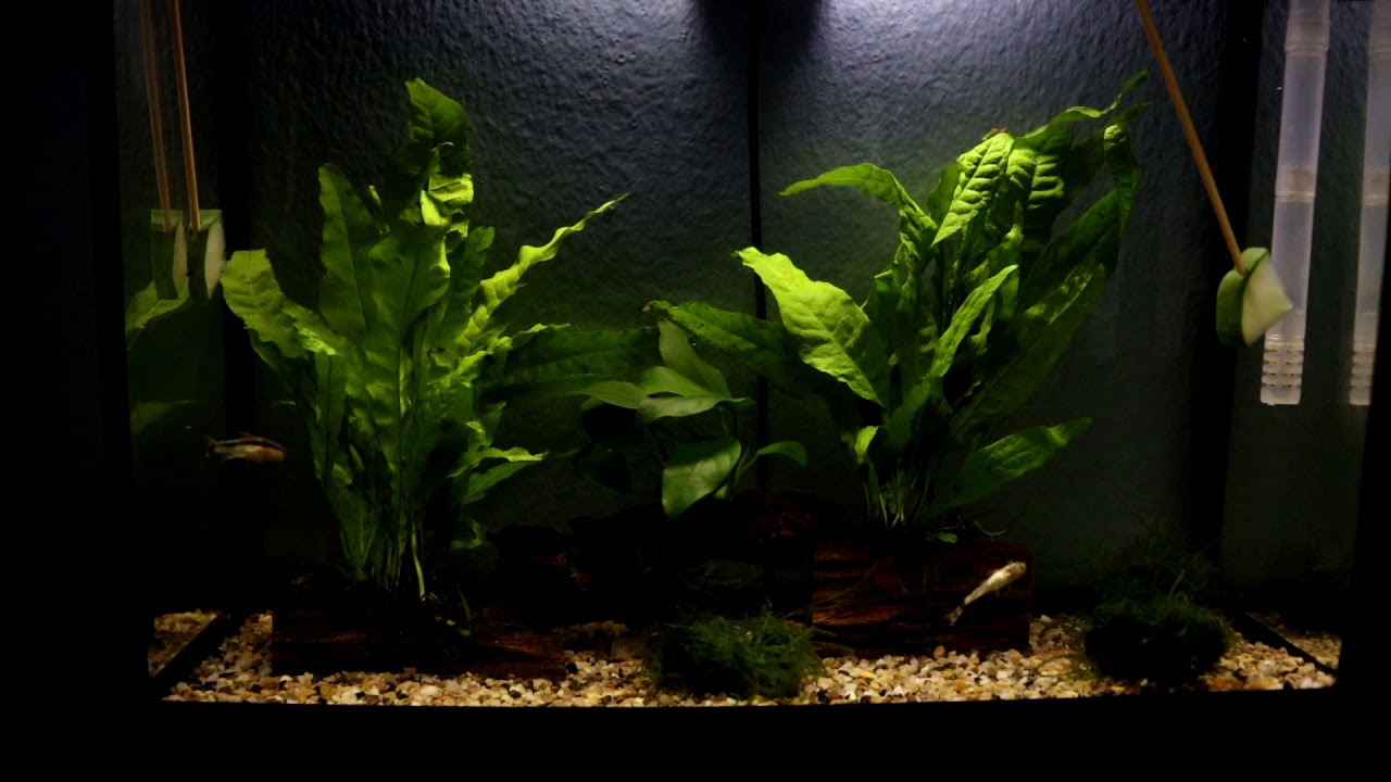 Otocinclus affinis or Dwarf Sucking Catfish in my 16 litre aquarium (First video)