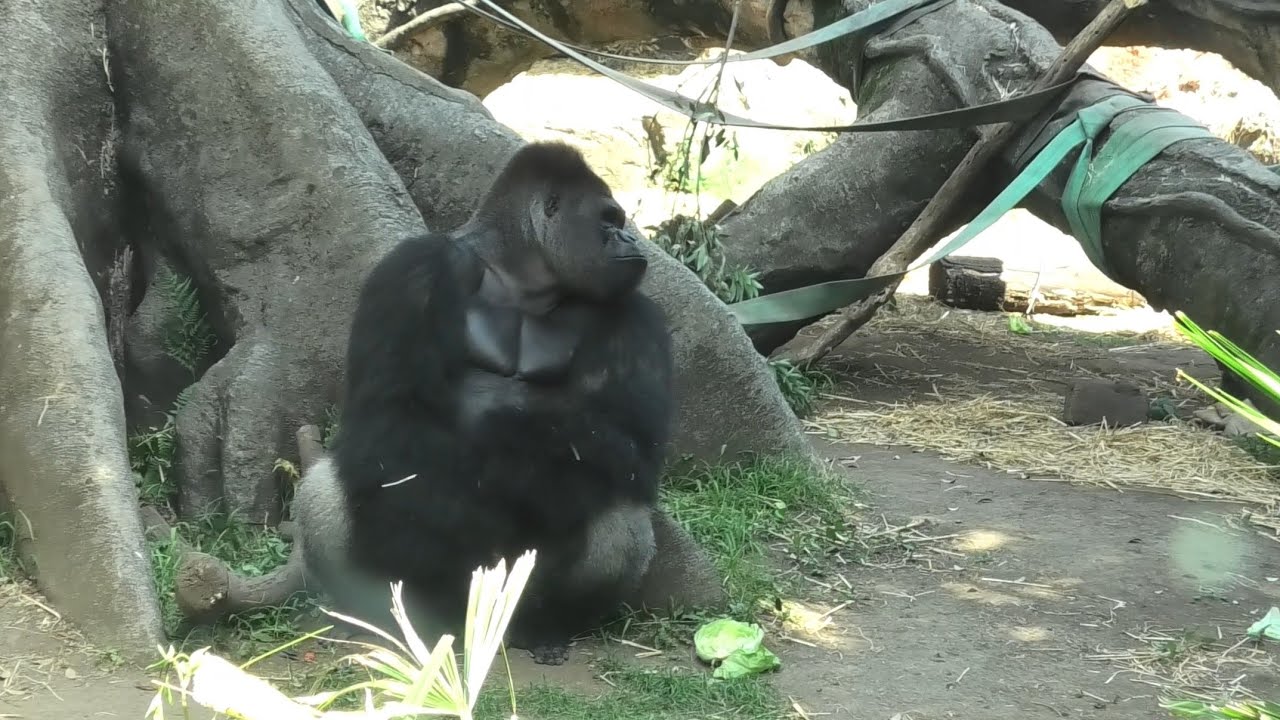 Ueno Zoo Park Gorilla S Lunchtime And Midday Affair Youtube
