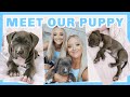 WE GOT A PUPPY!!! (SURPRISE MUM)