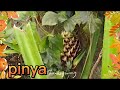 GULAY AT PRUTAS SA BAKURAN/MAGTANIM PARA MAY AANIHIN #gulay #prutas #magtanim #aanihin