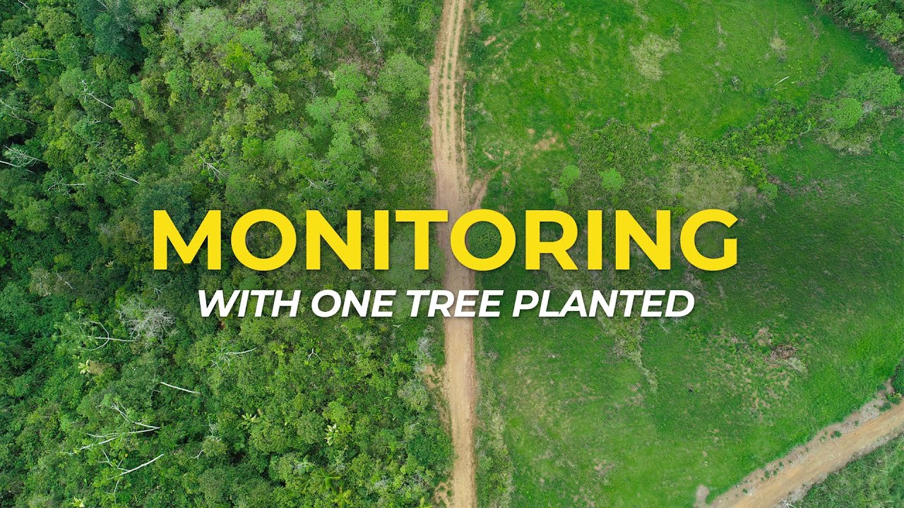 Monitoring Tree Planting | One Tree Planted
