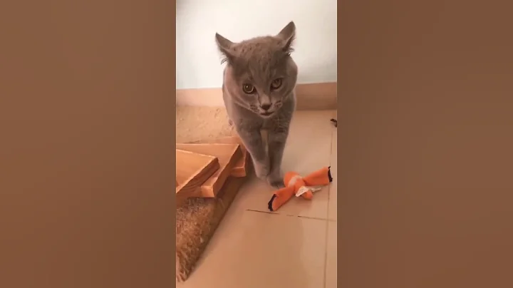 Video 10754231: cat cutecat meow funny, meowing cats fighting, cutest cat fight, cat fight funny cute