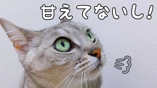 ツンデレ猫の甘えサインはこんな感じです