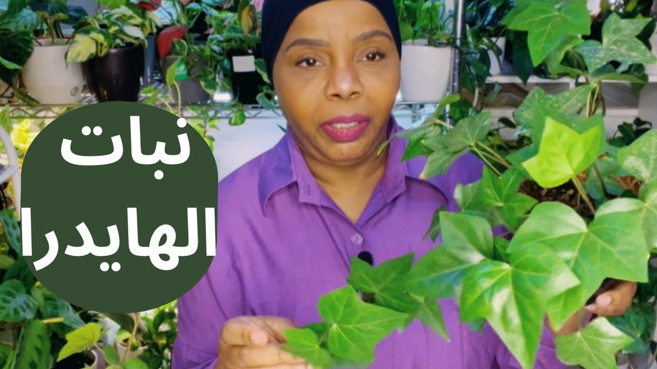 كيف العناية والاهتمام نبات الهايدرا ؟