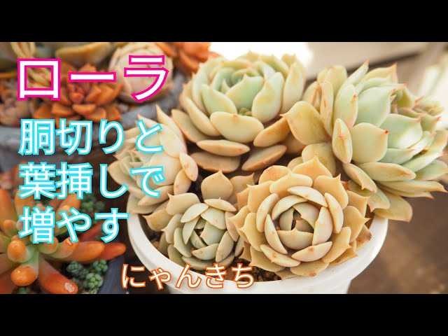 多肉植物】普及種ローラ胴切りと葉挿しで増やす😺✨ - YouTube