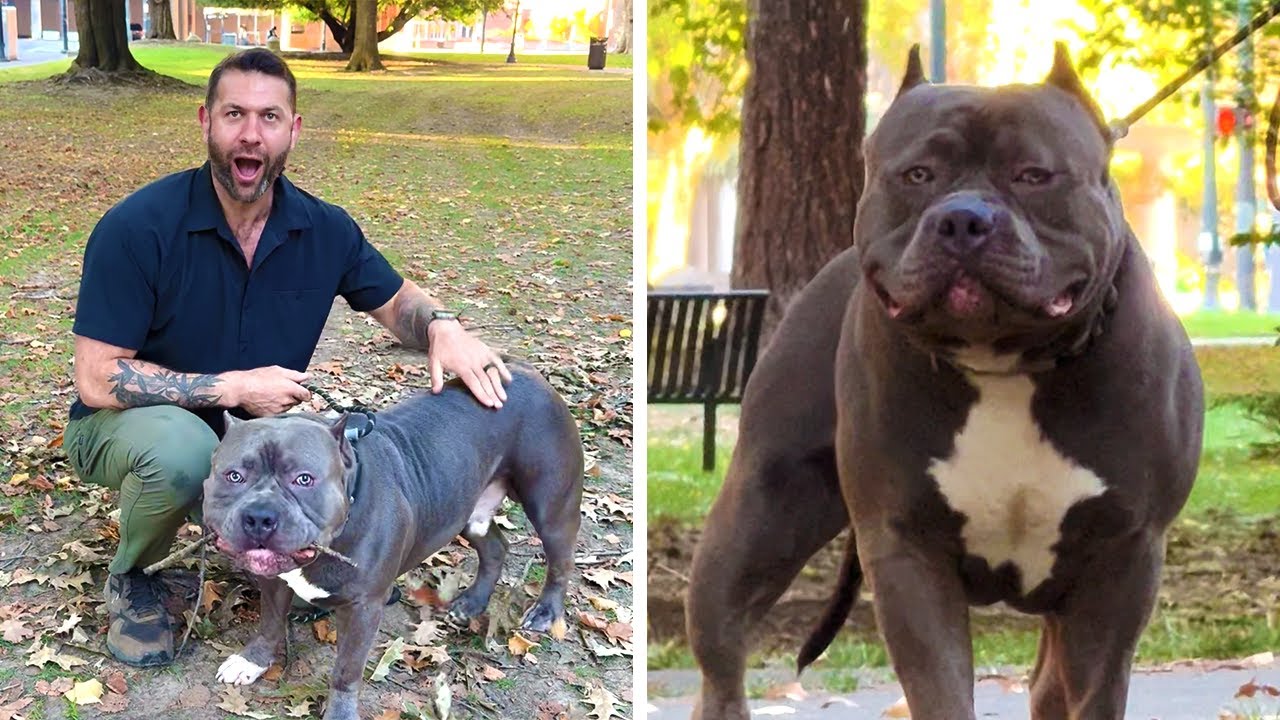 Drogo Is The Largest Dog I've Ever Rescued!