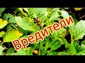 Жизнь на юге / Вредители / жуки / #юг #переезд #пмж