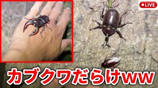 カブトムシ取るぞ！思いつき生ライブ！アーカイブはメンバー限定